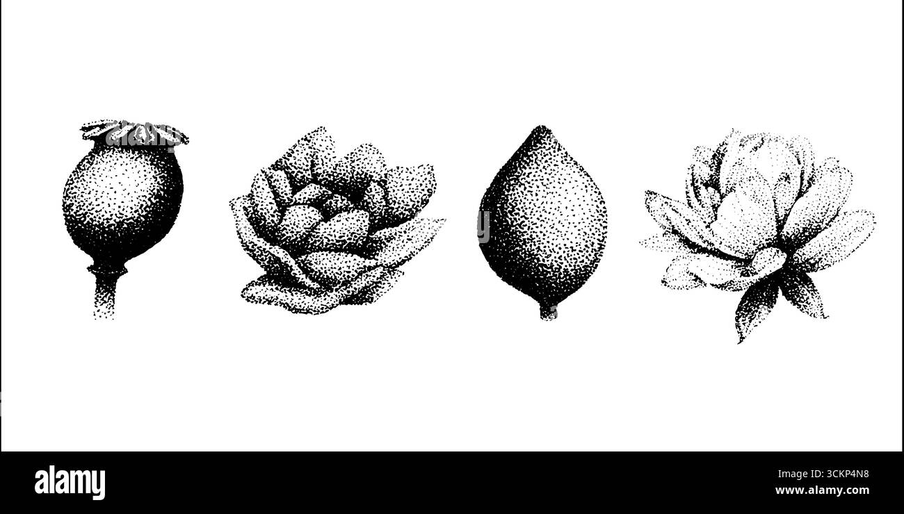 Botanische Stipplingkunst: Tusche Halbtonabbildungen von Blumen- und Fruchtformen. Stock Vektor