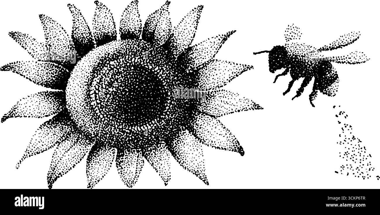 Hyper-detaillierte Tusche Illustration von Sonnenblume und Biene. Stock Vektor