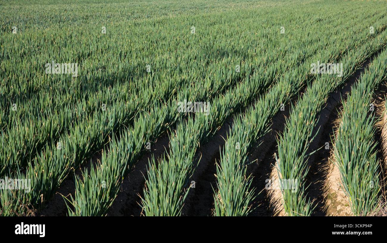 Eine Landschaft aus einem dicken Feld grüner Zwiebeln, die in Reihen gewachsen sind Stockfoto