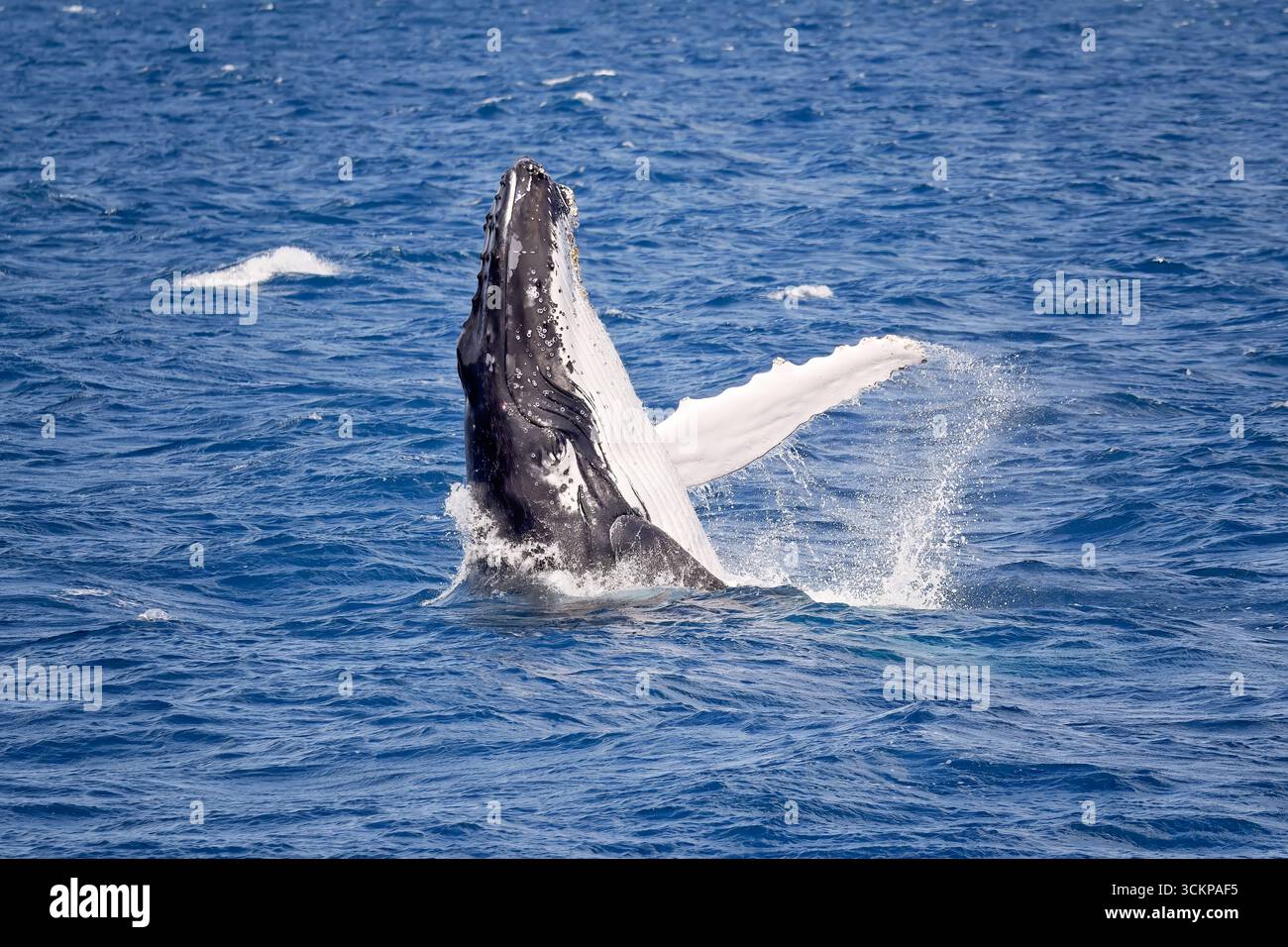 Buckelwale brechen, Hervey Bay, Queensland Australien, Meerestiere, touristische Attraktionen Reiseziel Stockfoto