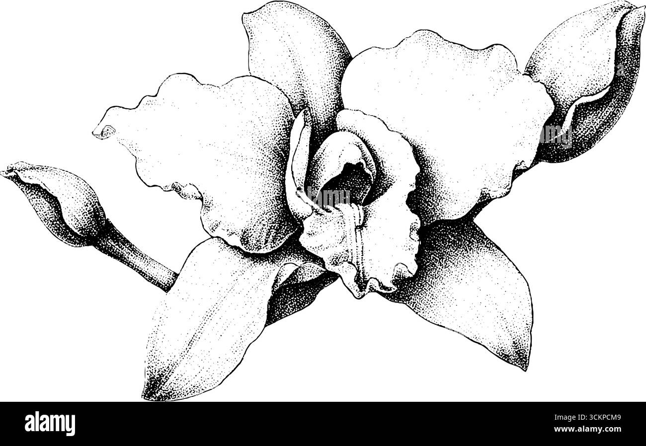 Detailgetreues Tattoo-Design mit Orchideenblüte und komplizierter Lippenstruktur. Stock Vektor