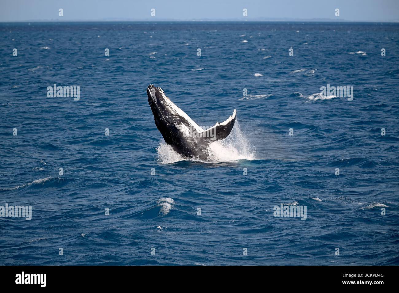 Buckelwale brechen, Hervey Bay, Queensland Australien, Meerestiere, touristische Attraktionen Reiseziel Stockfoto