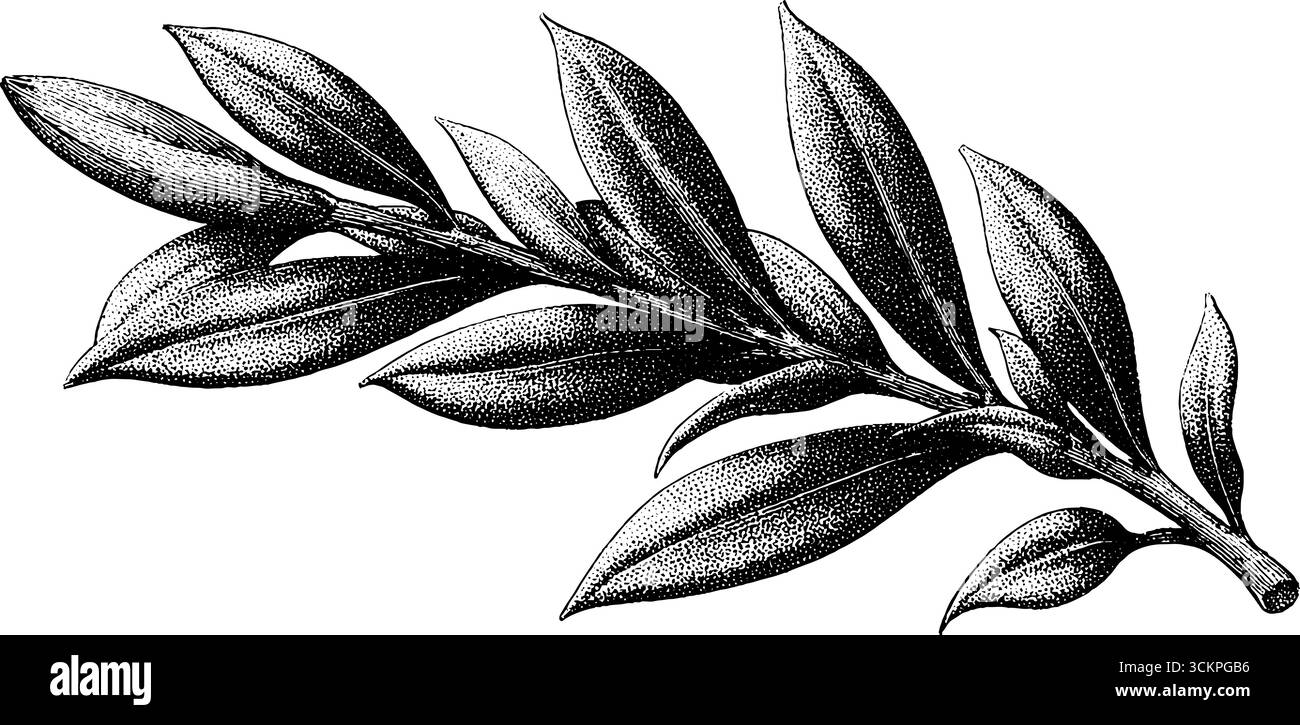 Tattoo-Design mit Olivenzweig und feinen Blättern. Stock Vektor