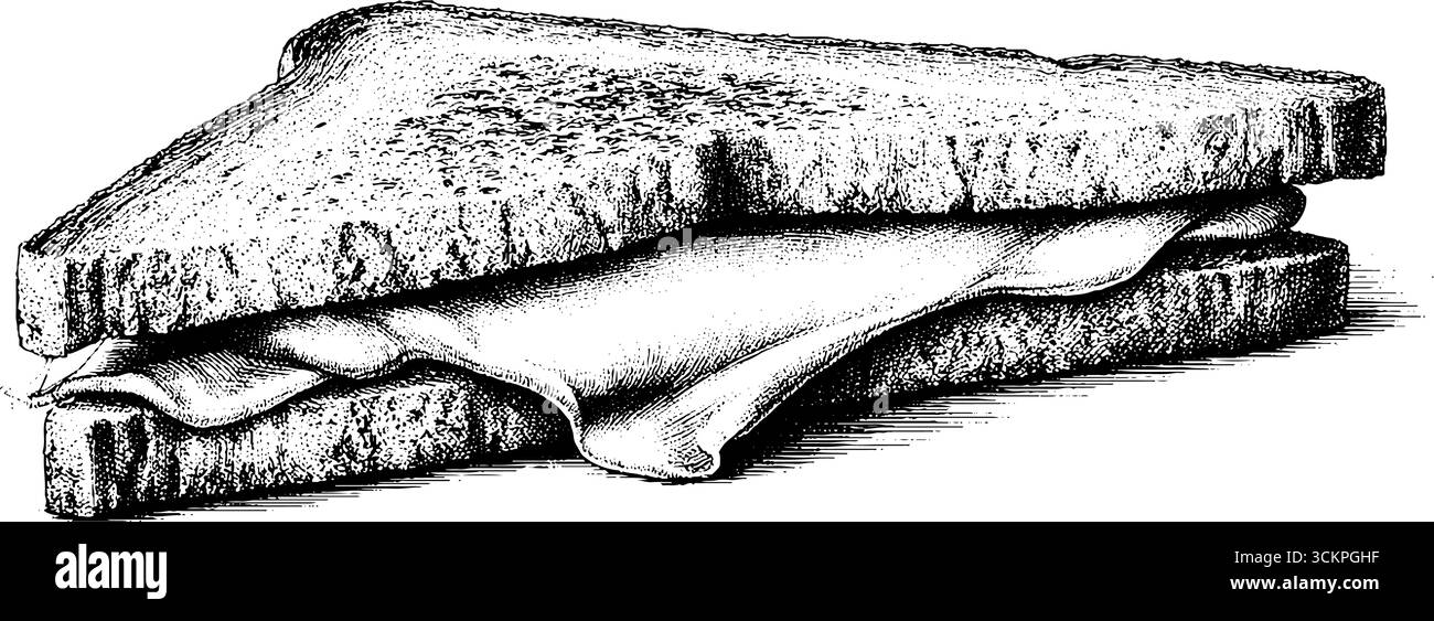 Gegrilltes Käse-Sandwich mit geschmolzenem Käse und verkohlter Textur für kulinarische Designs. Stock Vektor