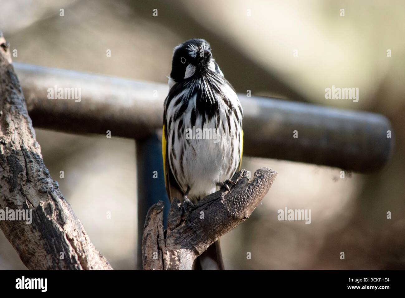 Der New Holland Honeyeater ist meist schwarz-weiß, mit einem großen gelben Flügelfleck und gelben Seiten am Schwanz Stockfoto
