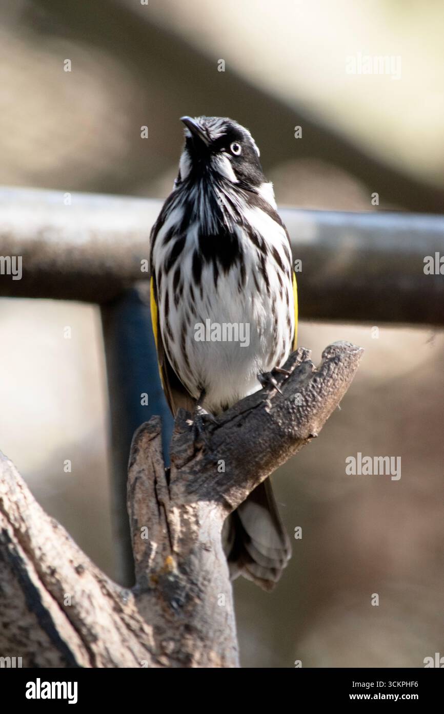 Der New Holland Honeyeater ist meist schwarz-weiß, mit einem großen gelben Flügelfleck und gelben Seiten am Schwanz Stockfoto