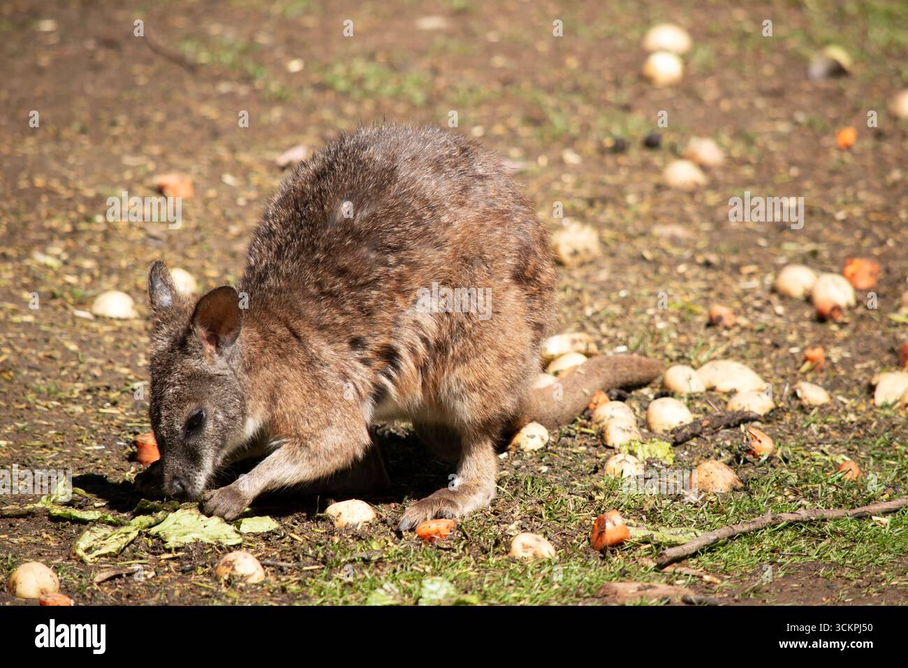 Das Rothalswallaby hat meist hellgraues Fell mit weißem Brust und Bauch und dunkelbraunem Maul, Pfoten und Füßen Stockfoto