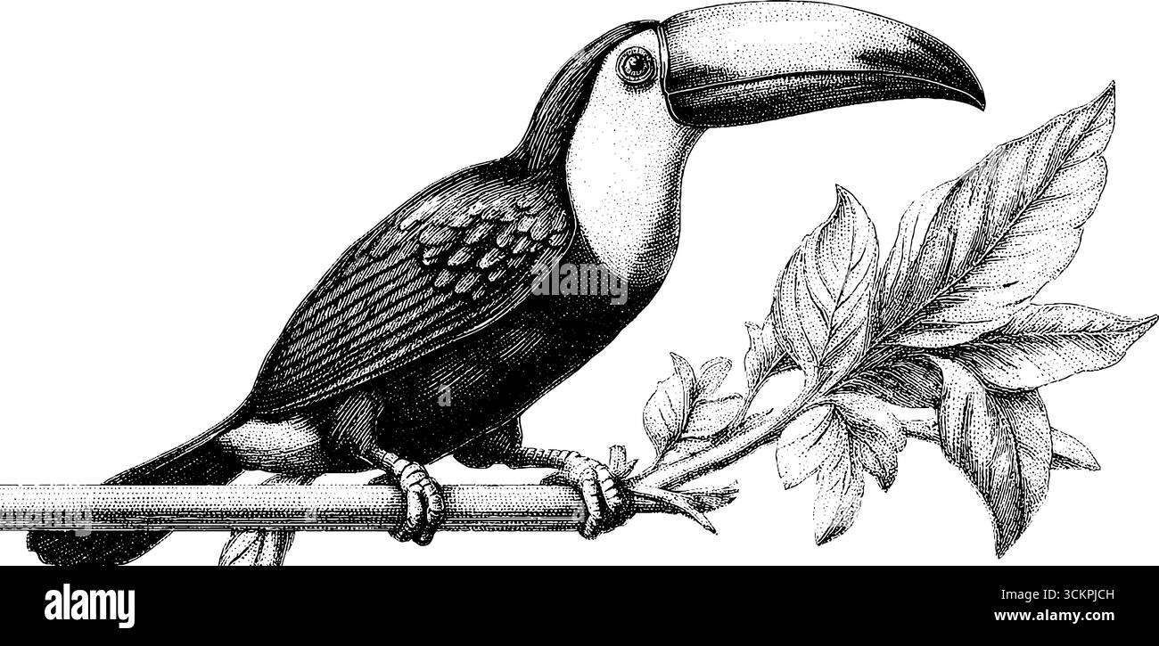 Tropischer Tukan auf Dschungelzweig mit übergroßer Schnabelgravur. Stock Vektor