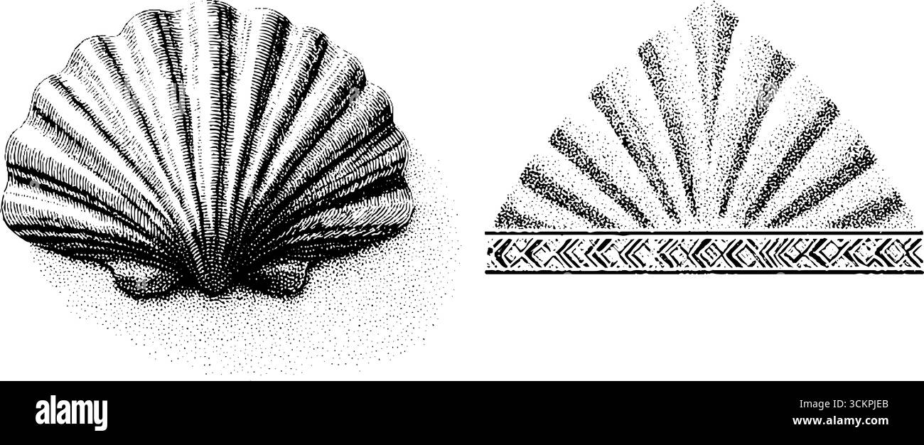 Dekoratives Design mit Fächerschalen und raffiniertem Zickzackrand. Stock Vektor