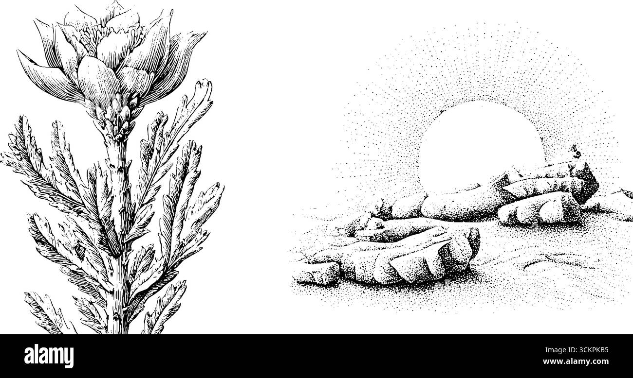 Kaktusblume mit Wüstensonne und Sanddünen-Illustration für Natur- und Landschaftsgestaltung. Stock Vektor