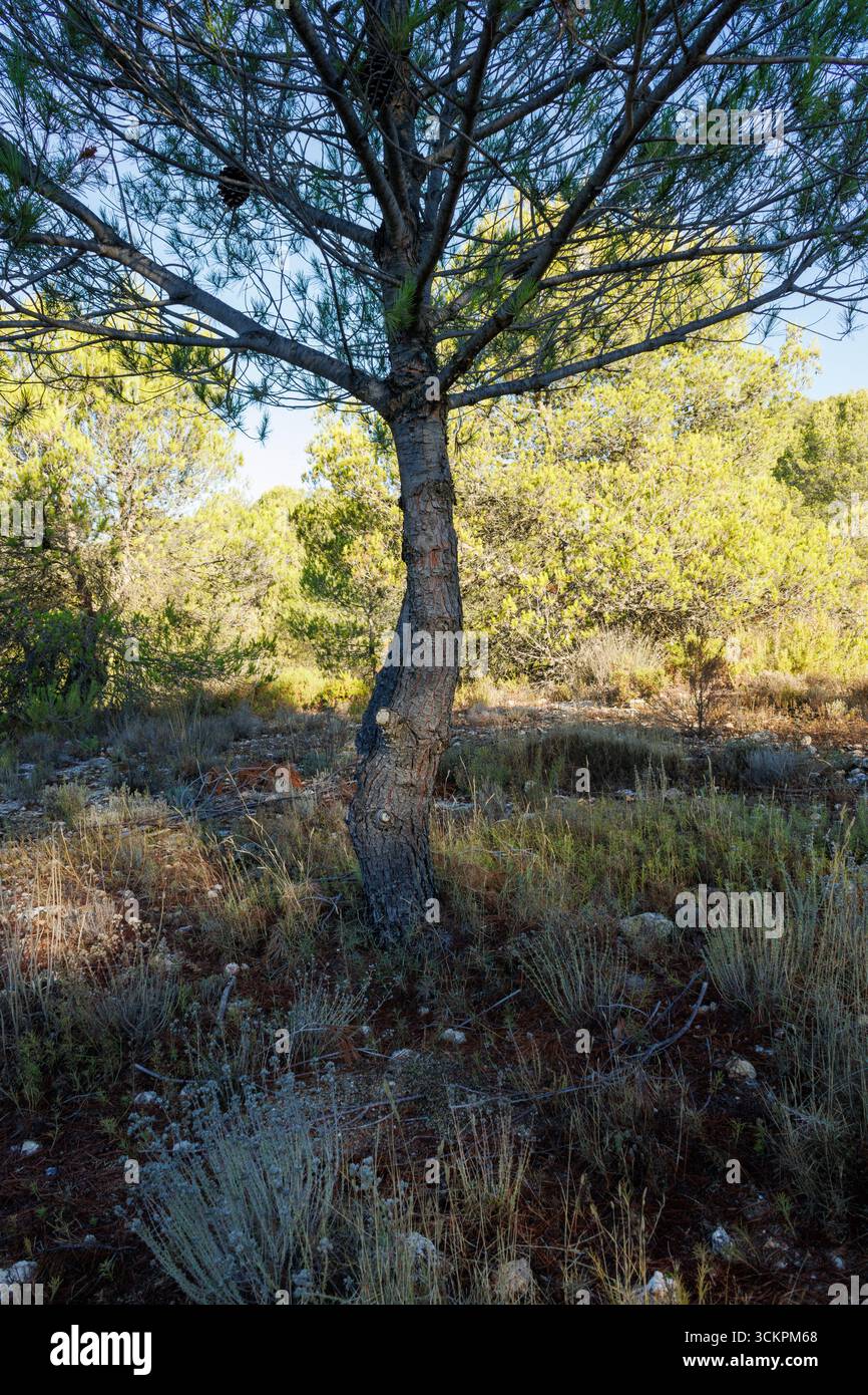 Junge Kiefer mit sonnigem Waldhintergrund und natürlichen Heilkräutern im Naturpark Sierra de Mariola, Spanien Stockfoto