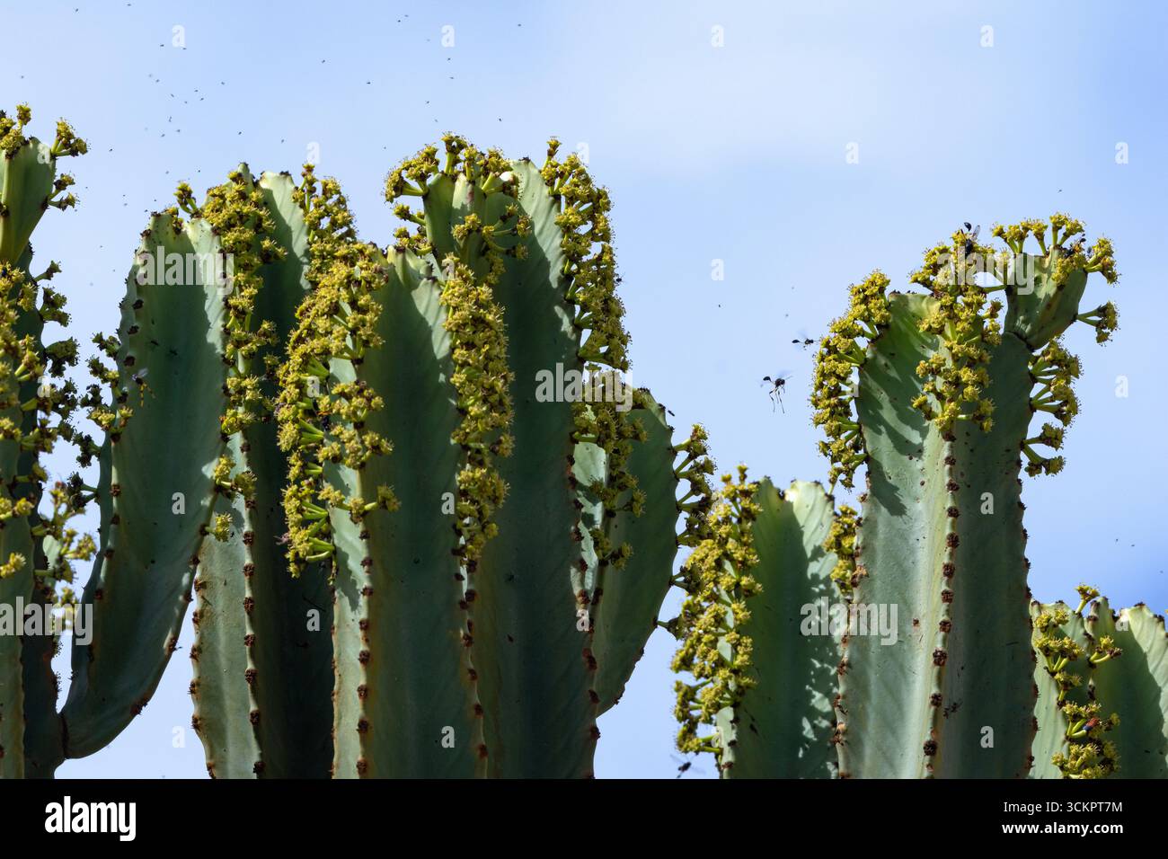 Der Euphorbia oder Candelabra Baum hnelt einem Kaktus, aber Ostafrika hat  keine einheimischen Kakteen. Diese groen Sukkulantien haben hnliche  Anpassungen Stockfotografie - Alamy