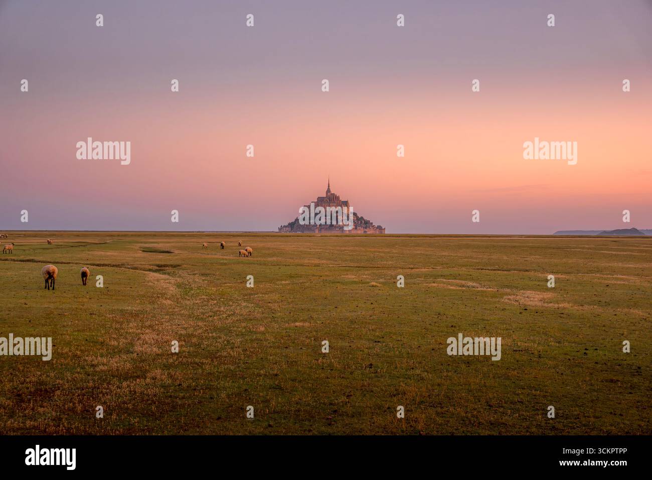 Mont Saint Michel Abbey Mit Schafen, Die Bei Sonnenuntergang Auf Salzwiesen Weiden. Gotische Architektur, Pastorallandschaft Der Normandie, Französisches Kulturerbe, Rosa Stockfoto