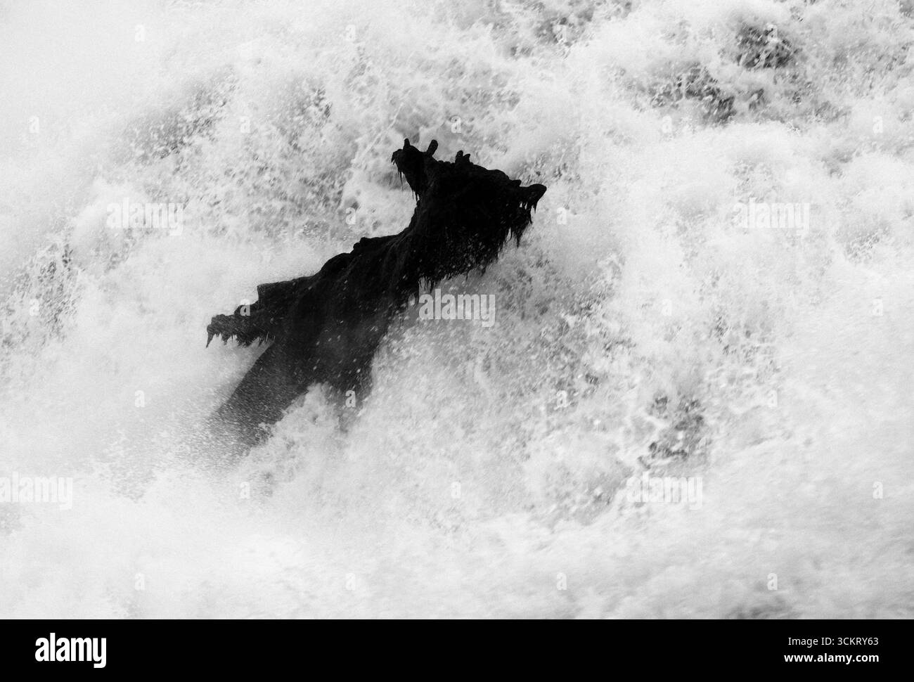 Baumstamm, Flotsam, in Form eines Hundes, Silhouette, im Rheinfall Schaffhausen, Wasserfall, schwarz-weiß, Kanton Schaffhausen, Schweiz Stockfoto