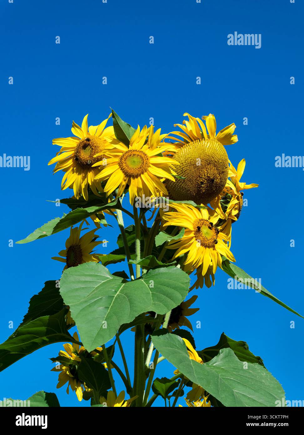 Sonnenblumen vor blauem Himmel. Stockfoto