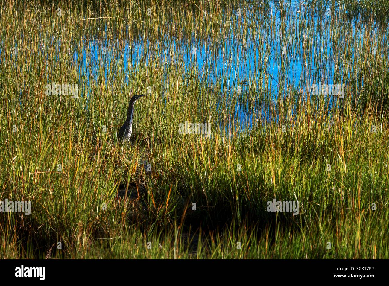 Heron jagt in einem Salzwücher nach Nahrung. Stockfoto