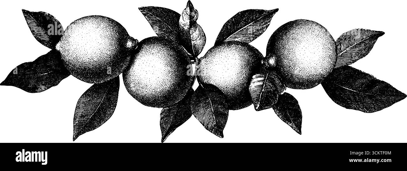 Zitrusfrucht-Borte im Vintage-Gravurstil für elegante Designprojekte. Stock Vektor