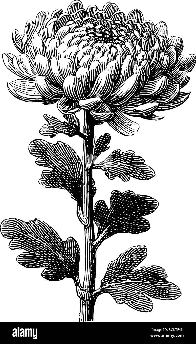 Chrysanthemen-Design mit Vintage-Gravur für dekorative Projekte und Kunstwerke. Stock Vektor