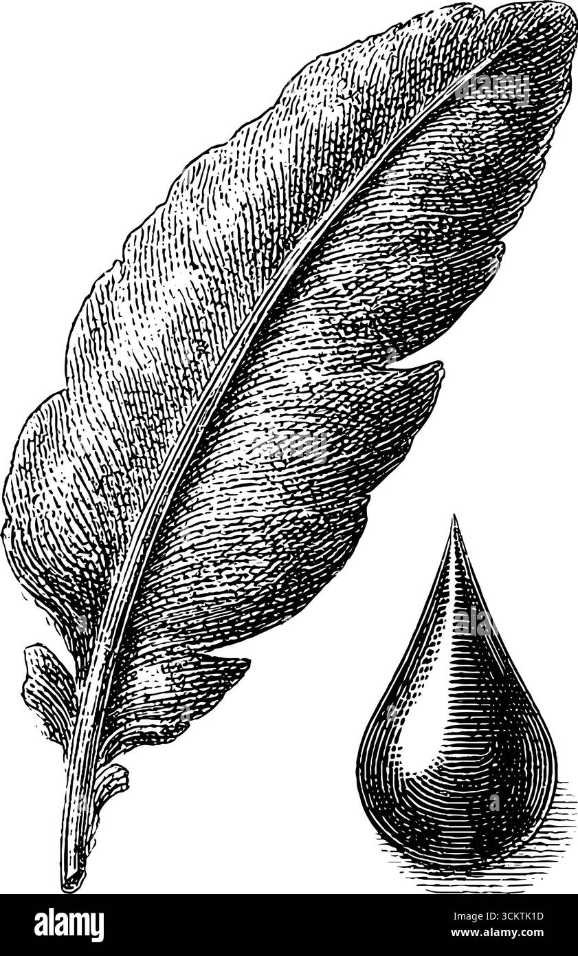 Vintage-Feder und Tintentropfen im Gravurstil für künstlerisches Design. Stock Vektor