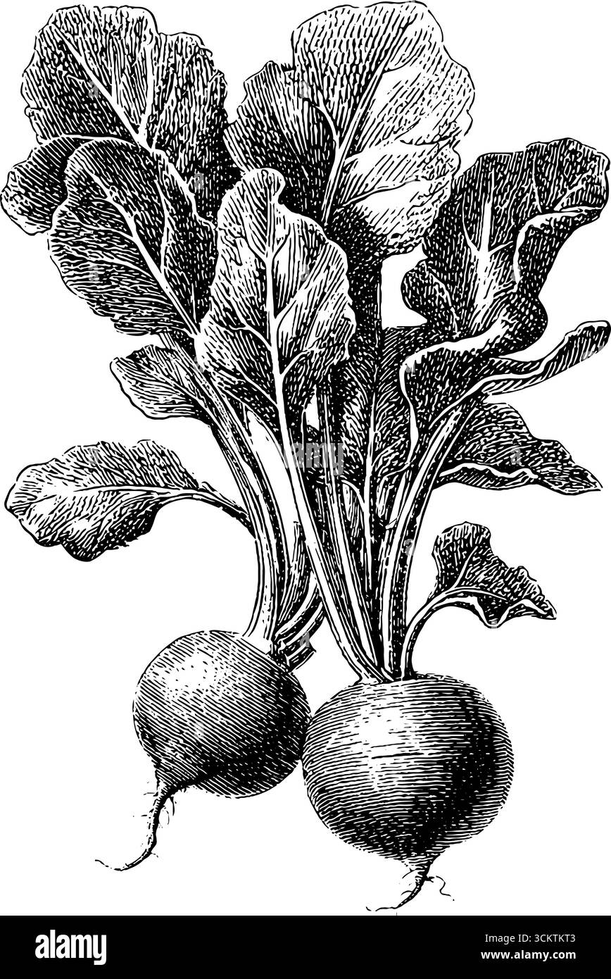 Vintage-Gravur der Roten Bete mit Blättern für botanisches Design und Kunstprojekte. Stock Vektor