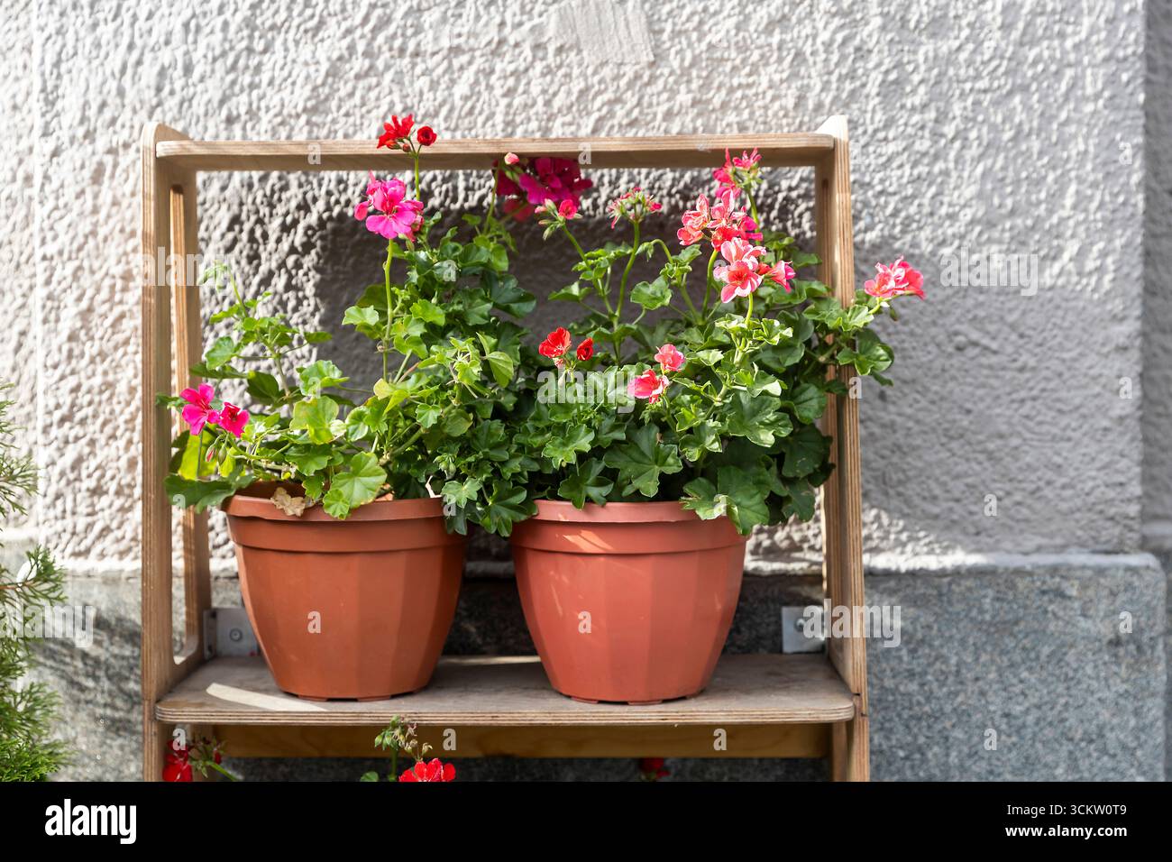 Topfgeranien sind auf einem Holzregal Stockfoto