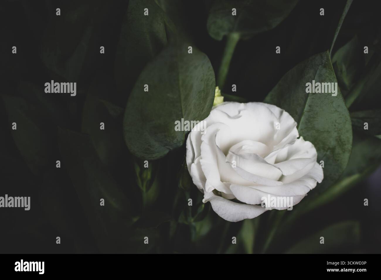 Weiße Rosen auf dunkelgrünem Hintergrund. Strassengarten Blumen. Weiße Rosenknospe. Liebes- und Romantik-Konzept. Gartenrosen, Nahaufnahme. Rosengarten in Blüte. Stockfoto
