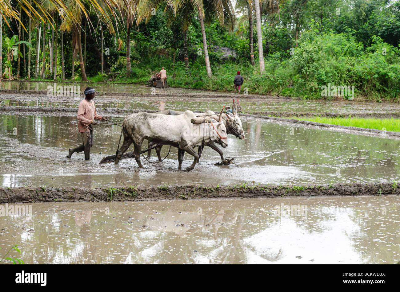 Die traditionelle Art des Pflügens von Bullen und des manuellen Reisanbaus im ländlichen Indien Stockfoto