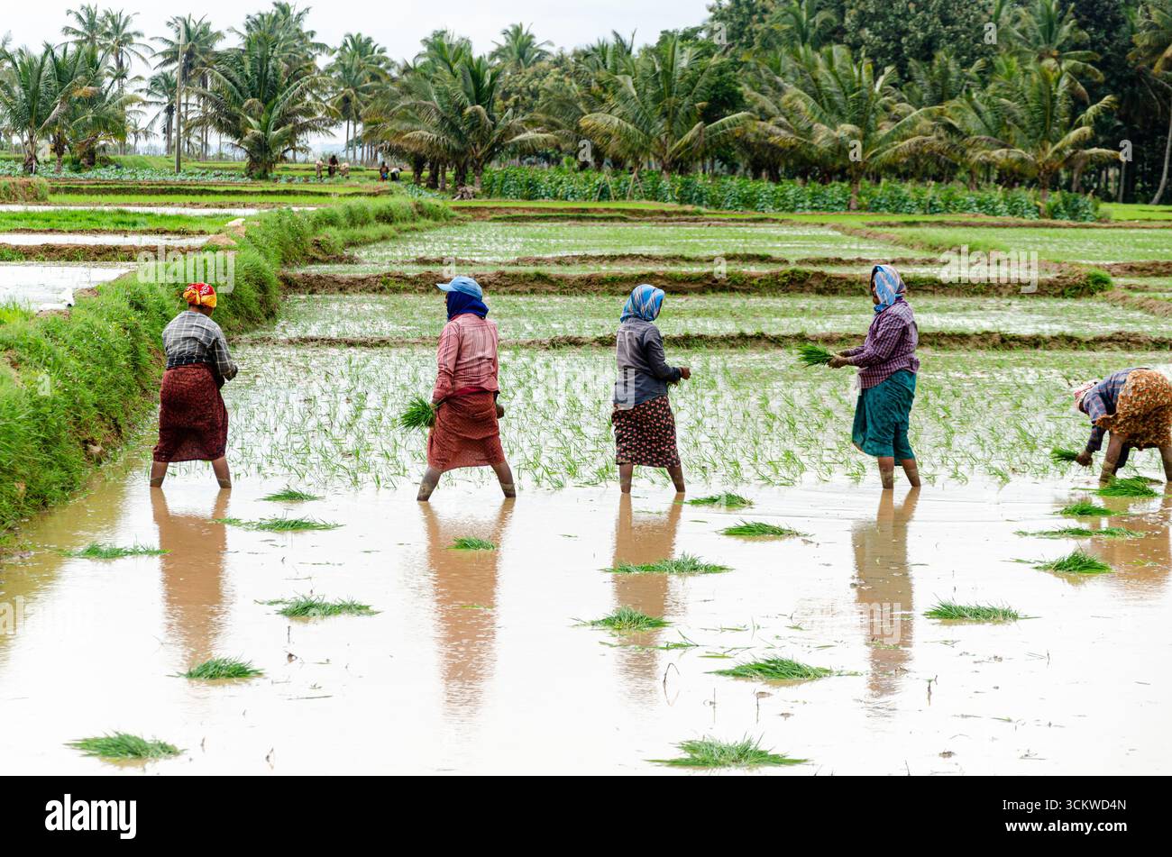 Die traditionelle Art des Pflügens von Bullen und des manuellen Reisanbaus im ländlichen Indien Stockfoto