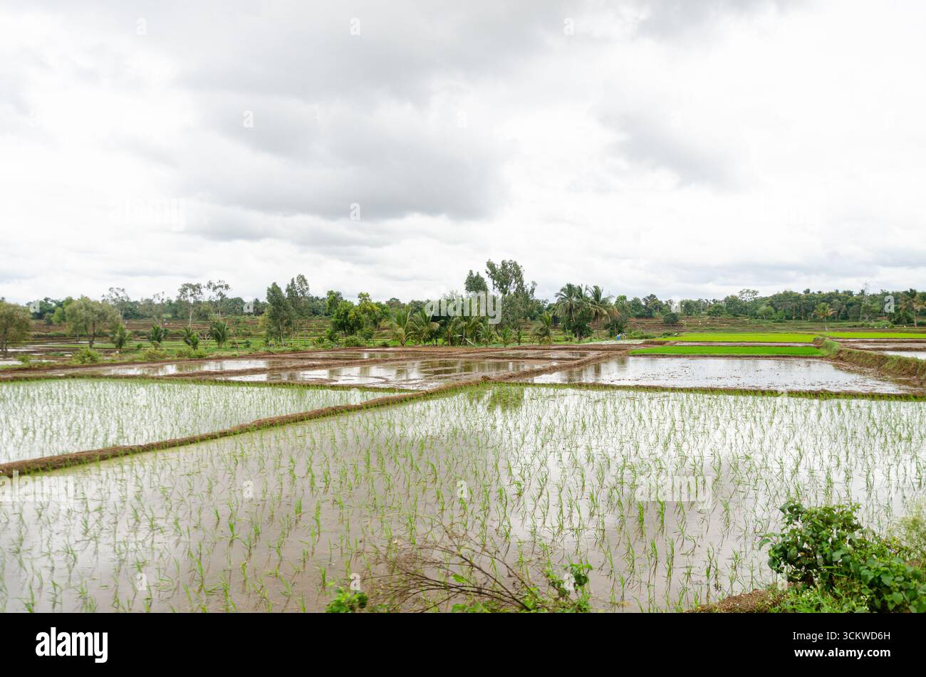 Die traditionelle Art des Pflügens von Bullen und des manuellen Reisanbaus im ländlichen Indien Stockfoto