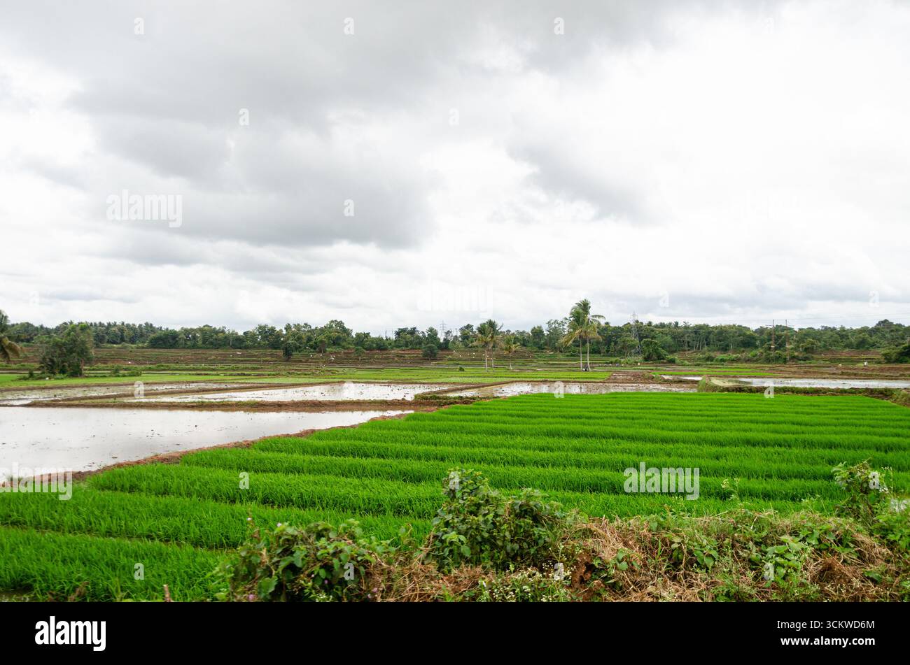 Die traditionelle Art des Pflügens von Bullen und des manuellen Reisanbaus im ländlichen Indien Stockfoto