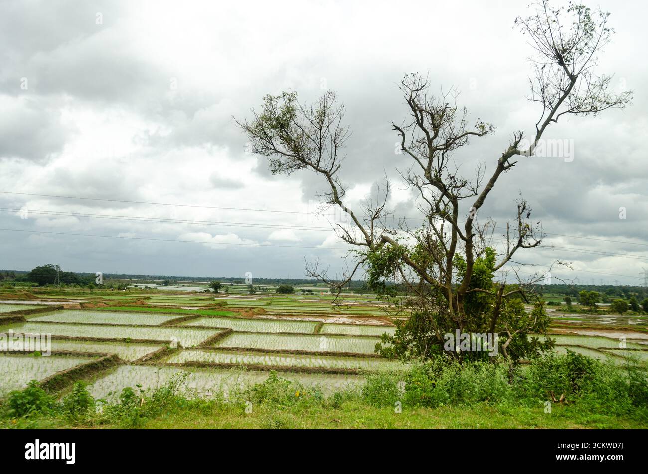 Die traditionelle Art des Pflügens von Bullen und des manuellen Reisanbaus im ländlichen Indien Stockfoto