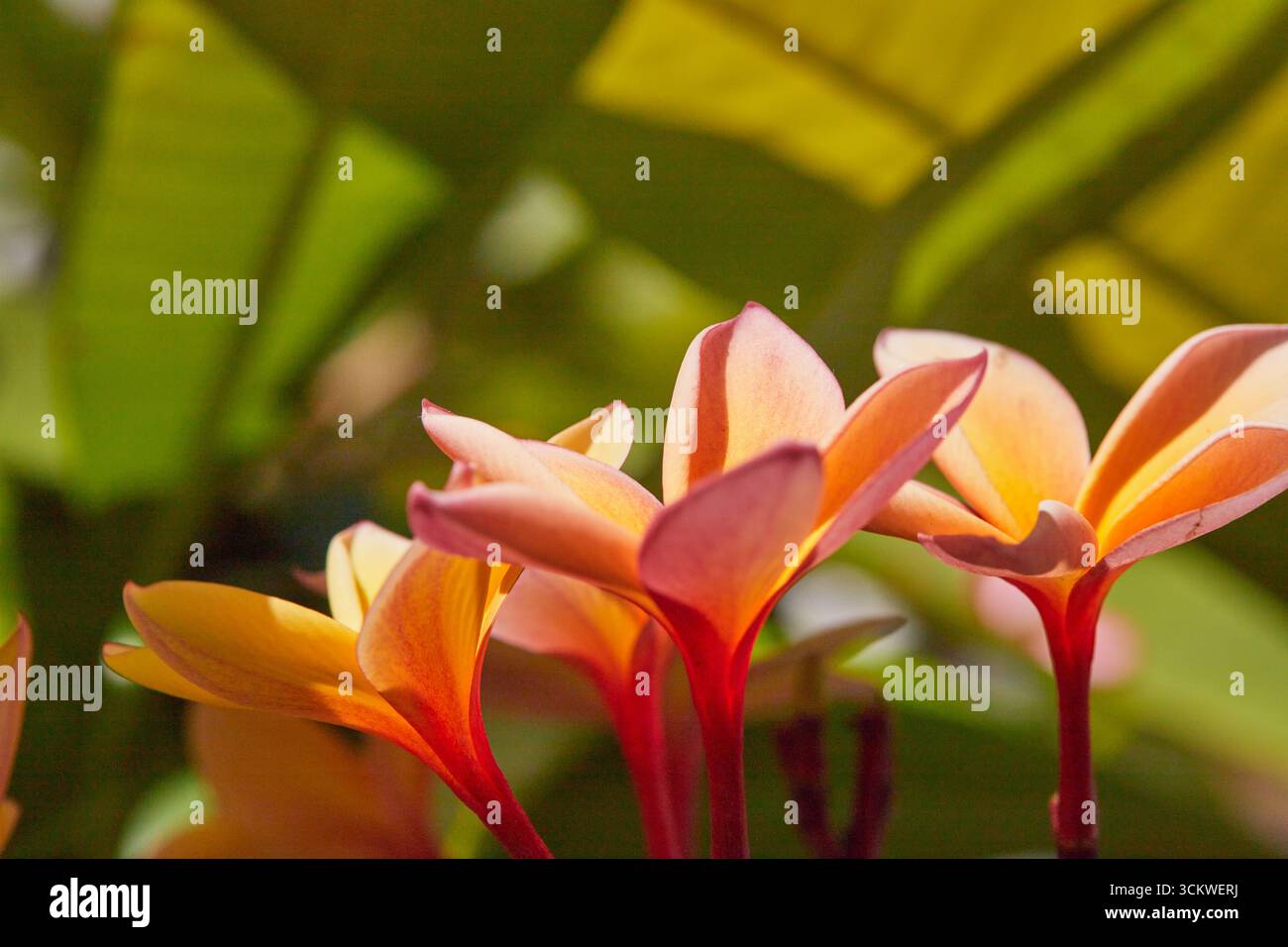 Plumeria-Samenkapsel, die sich auf der Pflanze mit schönen orangefarbenen gelben Blüten bildet. Die neuen Samen werden Pflanzen mit verschiedenfarbigen Blüten produzieren! Stockfoto