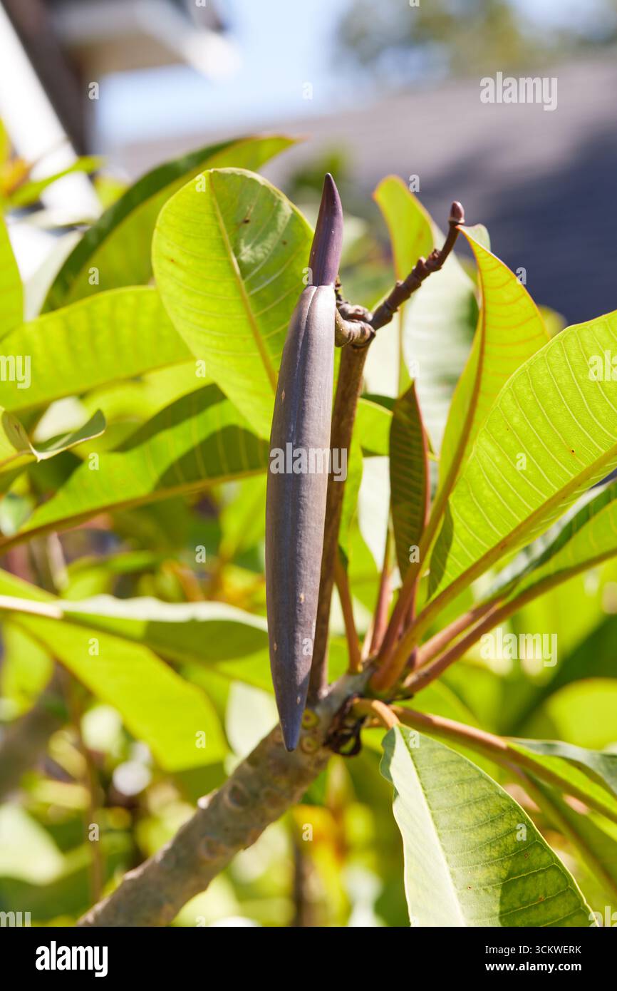 Plumeria-Samenkapsel, die sich auf der Pflanze mit schönen orangefarbenen gelben Blüten bildet. Die neuen Samen werden Pflanzen mit verschiedenfarbigen Blüten produzieren! Stockfoto