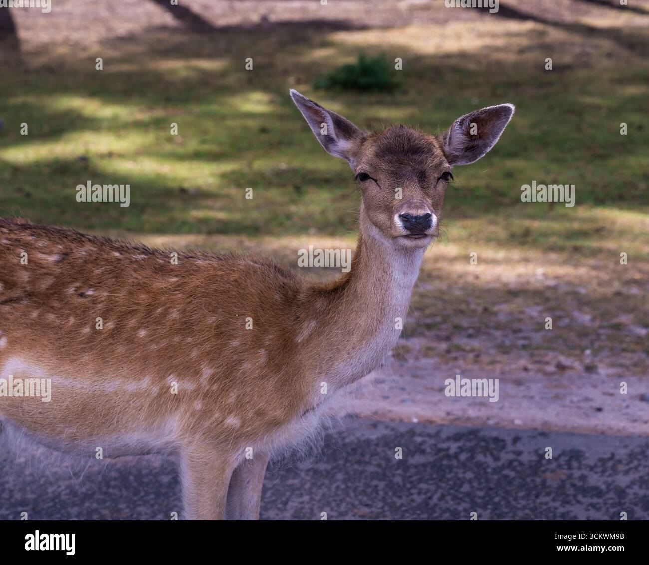 Junge Hirsche stehen auf der Straße im Safari Park Stockfoto