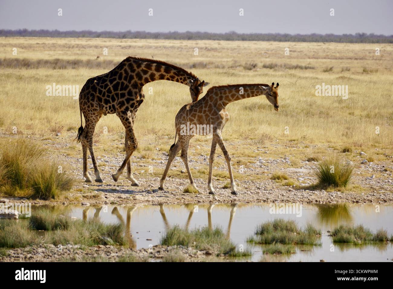 Eine männliche und eine weibliche Giraffe wurden während der Paarungszeit in Nambia gesehen Stockfoto
