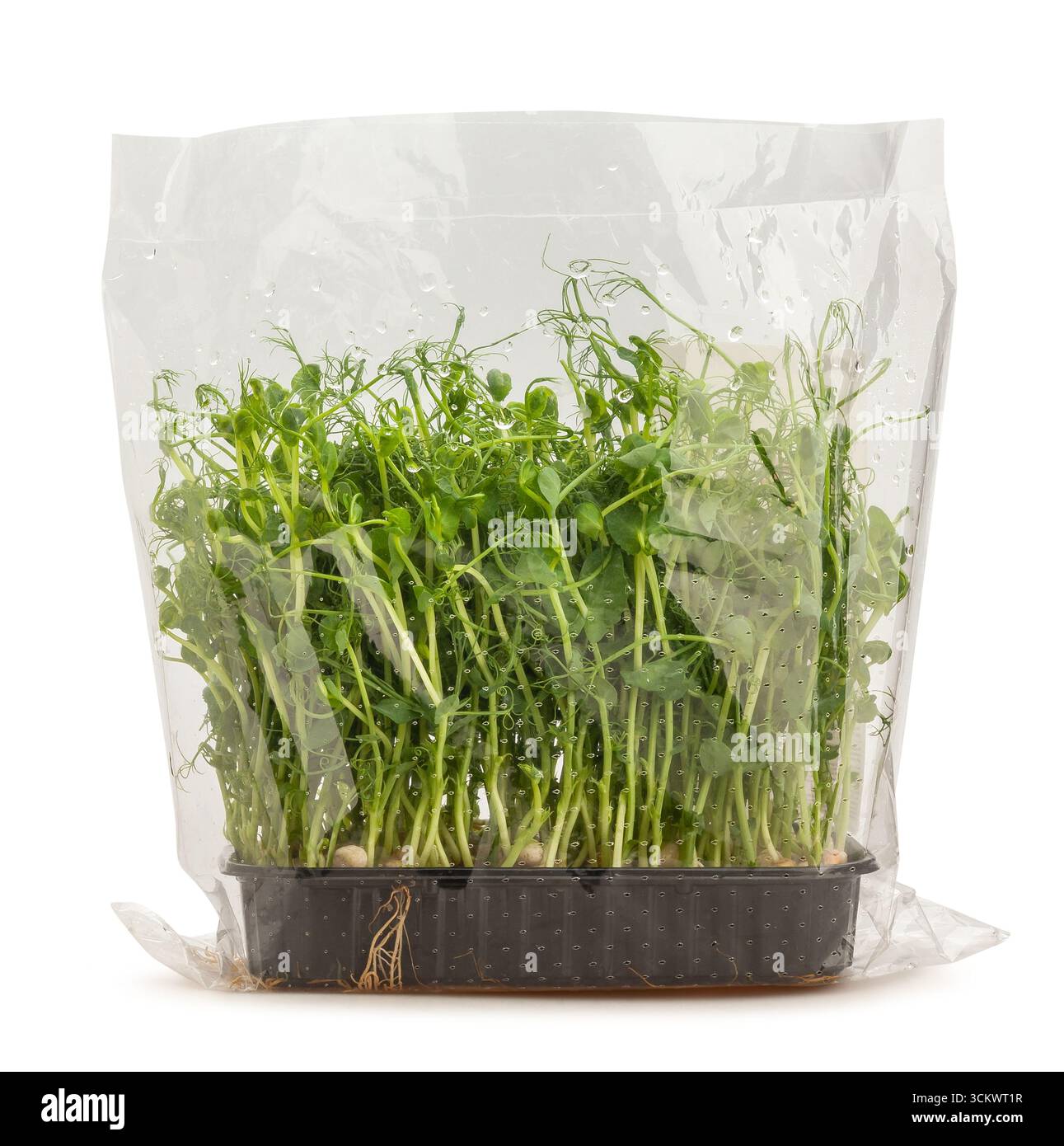 Erbsenmikrogrüner Superfood-Pfad isoliert auf weiß Stockfoto