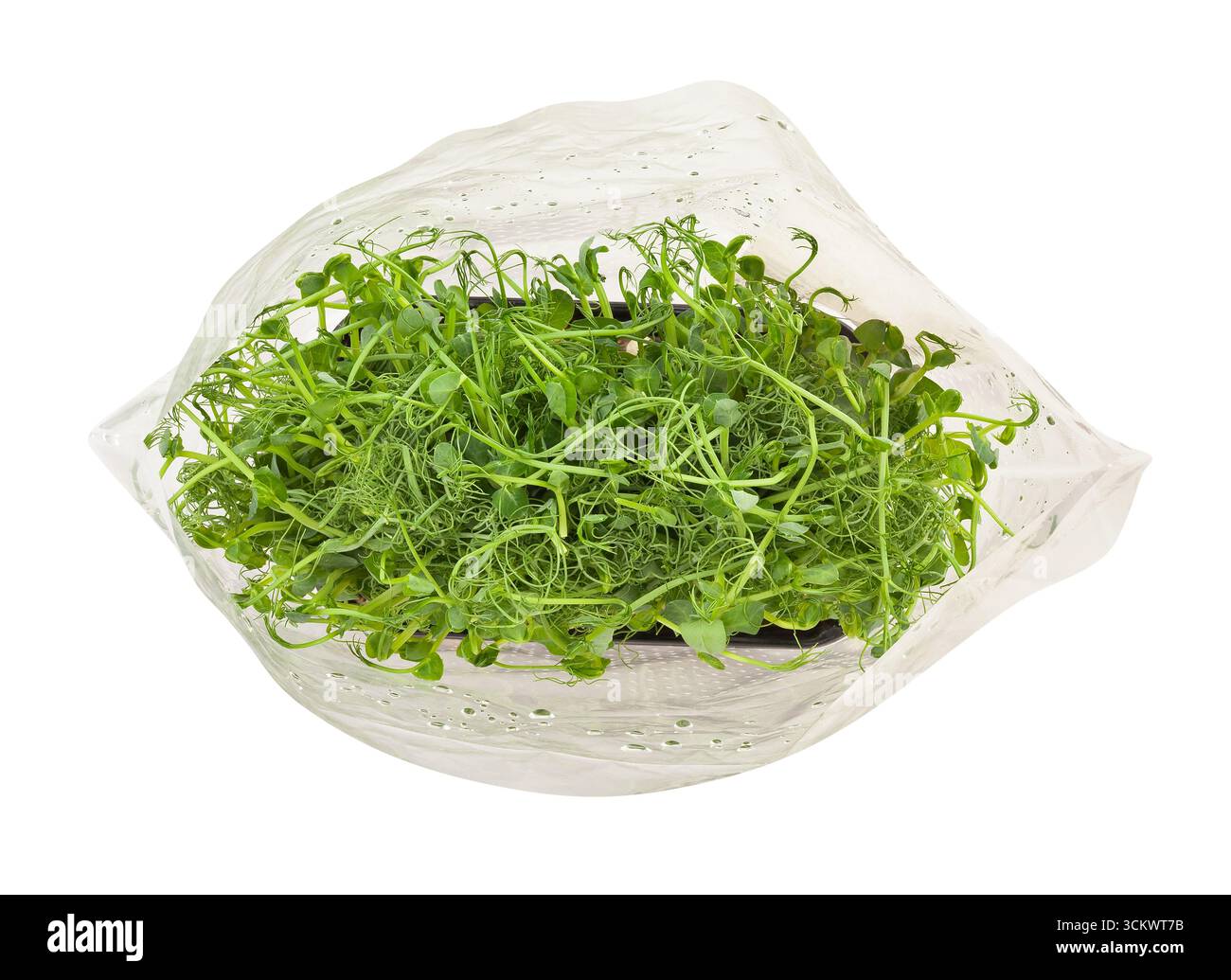 Pea Micro Green Superfood Pfad isoliert auf weißem Draufsicht Stockfoto