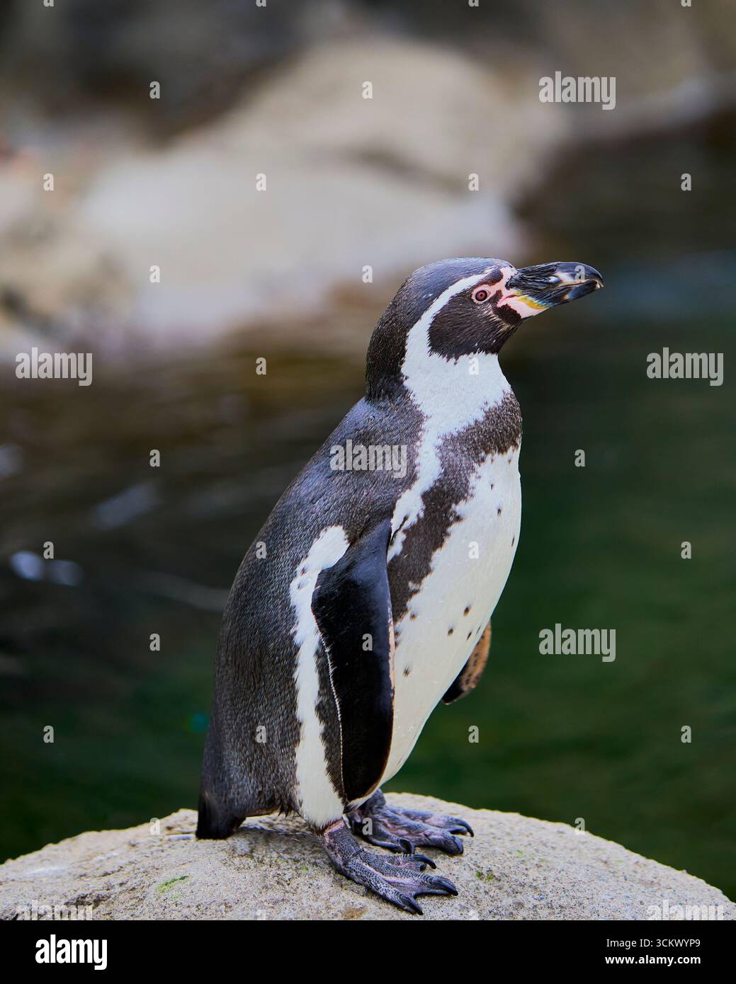 Humboldt-Pinguin steht auf einem Felsen in der Nähe des Wassers im Calgary Zoo, Alberta, Kanada Stockfoto