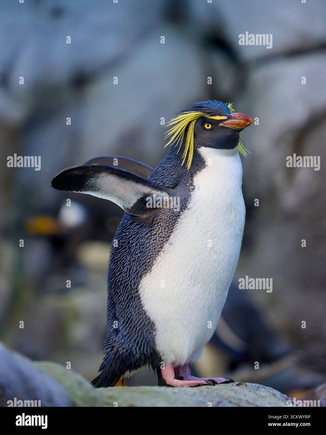 Pinguin aus dem südlichen Steinhopper auf einem Felsen im Calgary Zoo, Alberta, Kanada Stockfoto