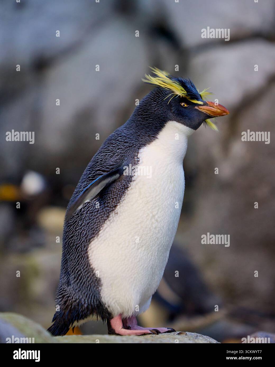 Pinguin aus dem südlichen Steinhopper auf einem Felsen im Calgary Zoo, Alberta, Kanada Stockfoto
