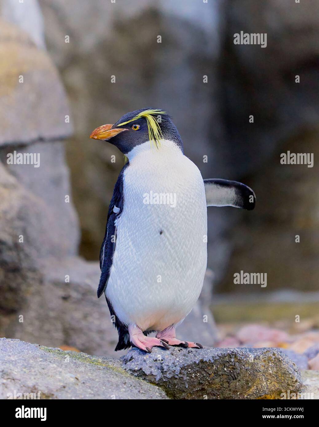 Pinguin aus dem südlichen Steinhopper auf einem Felsen im Calgary Zoo, Alberta, Kanada Stockfoto