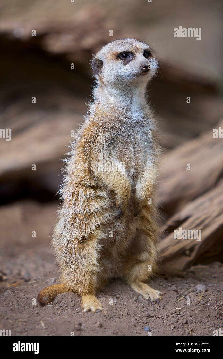 Erdmännchen stehen auf Hinterbeinen im Calgary Zoo, Alberta, Kanada Stockfoto