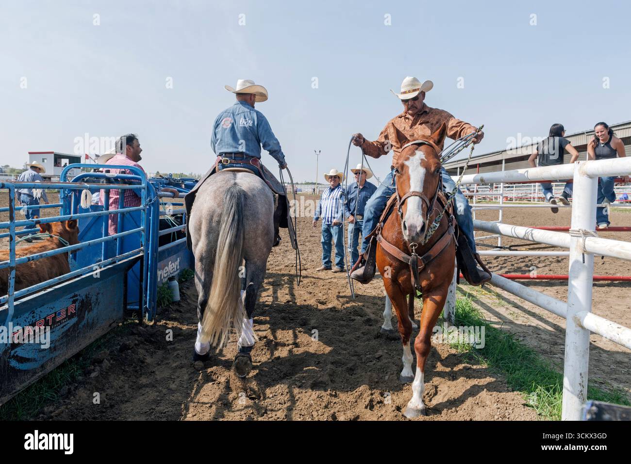 Während des Maskwacis Indian Rodeo Alberta Canada betreten zwei Cowboys der Aborigines mit einem Lariat die Ruderbox Stockfoto