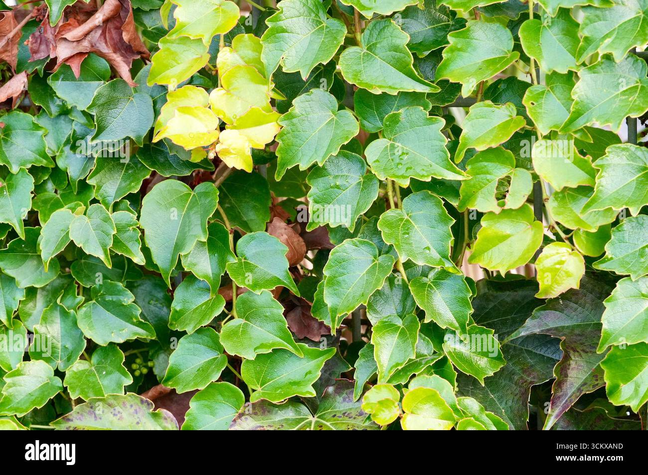 Grüne Efeublätter an der Wand im Garten, Stockfoto Stockfoto
