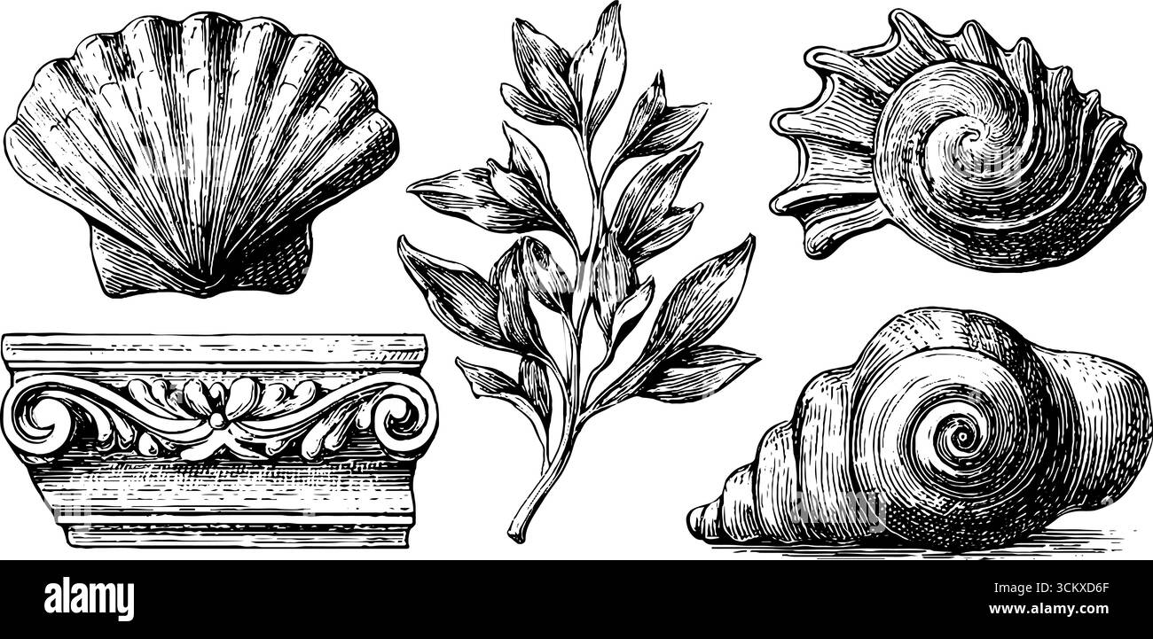 Verzierte Schälfragmente und botanische Platte mit Muscheldesign für dekorative Zwecke. Stock Vektor