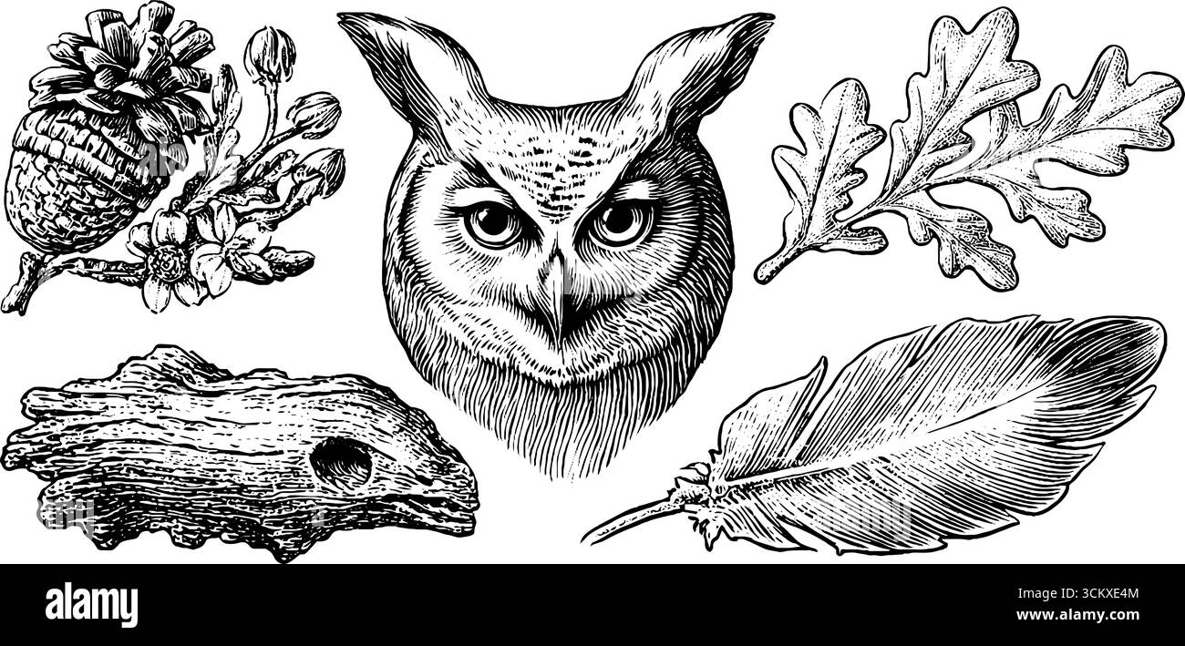 Illustration von Wildtieren und Naturelementen im Wald mit Eulen- und Baumdetails als Print-Design. Stock Vektor