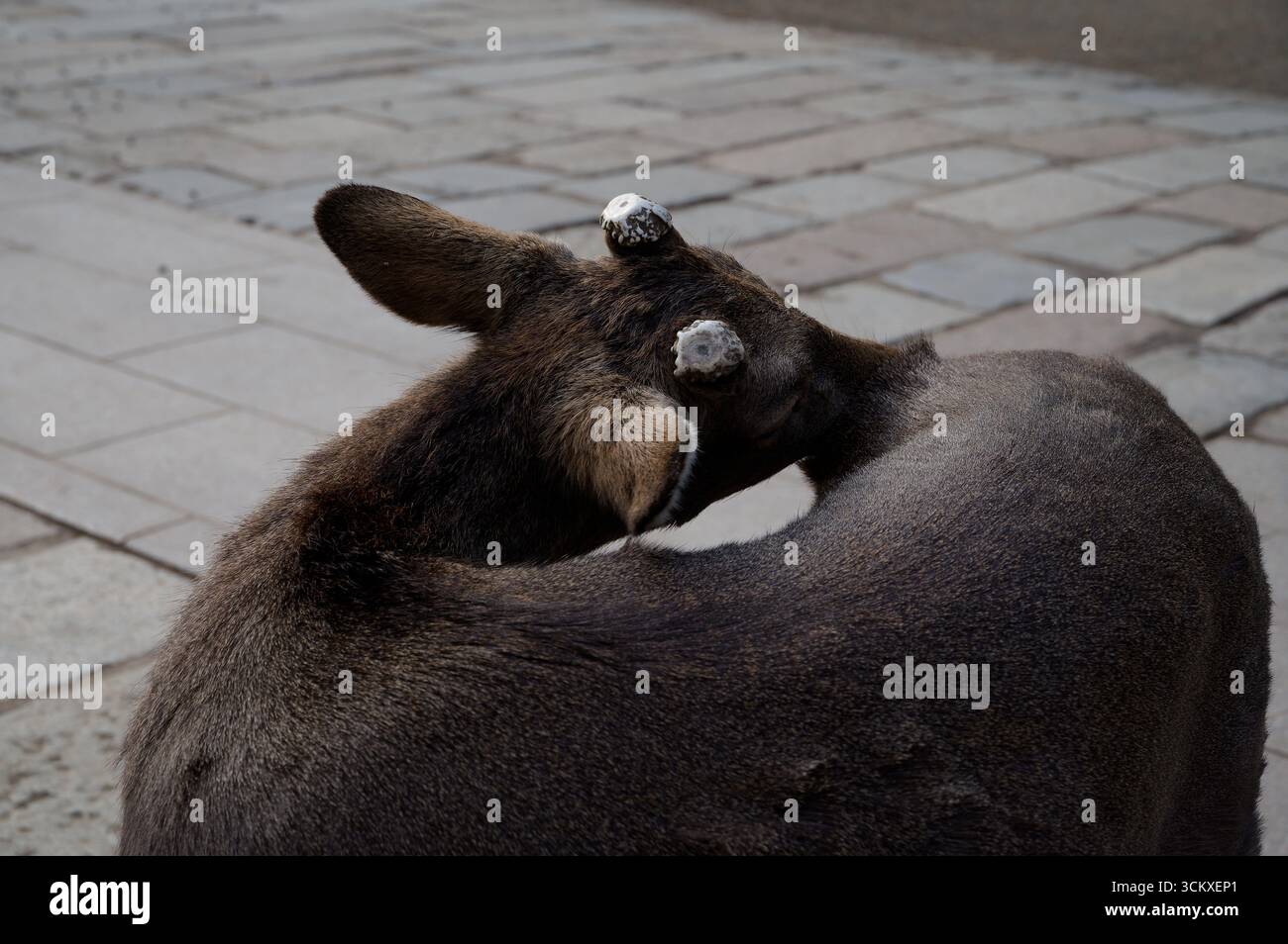 Das Kalb im Nara Park beugt sich selbst, seine Geweihstutzen fangen das Licht gegen den Steinweg Stockfoto
