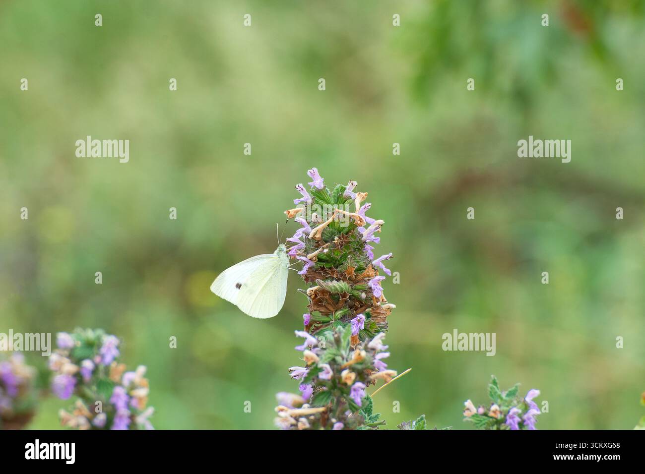 Kohl Weißer Schmetterling (Pieris rapae) auf einer Blume, Wathamstow Wetlands, London. Urbane Tierwelt. Invasive Spezies. Stockfoto