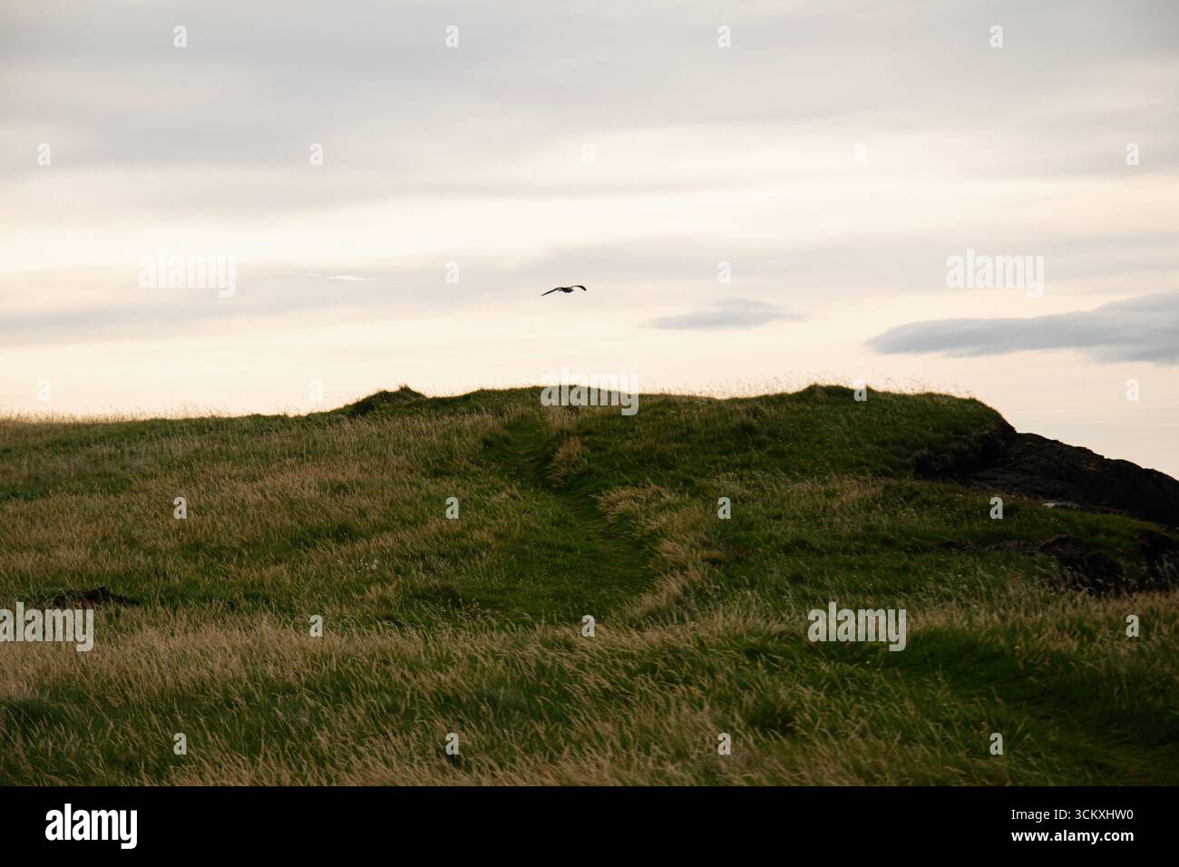 Grüne, grasbewachsene Hügel unter einem warmen Sonnenuntergangshimmel mit einem Vogel, der in Island fliegt. Stockfoto