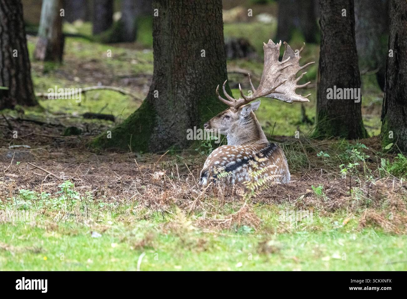 Damwild zur Brunftzeit Damwild im Herbst Damwild zur Brunftzeit *** Damwild in der Laufgrube Damwild im Herbst Damwild in der Laufgrube Stockfoto